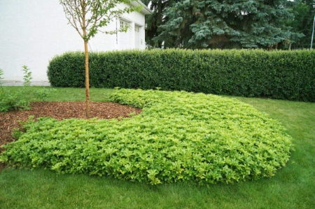 کاشت و پرورش پاکی ساندرا (Pachysandra)